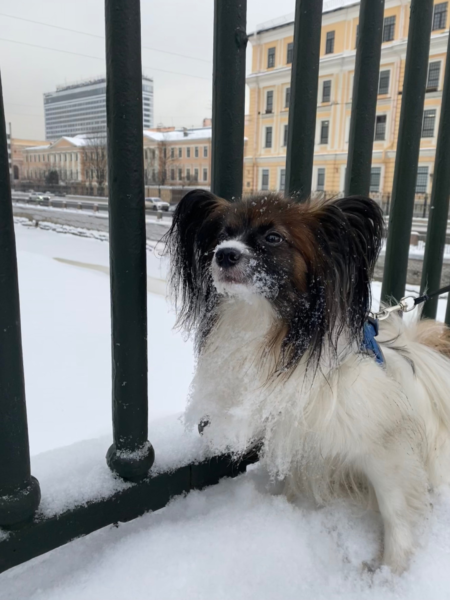 Собачья радость