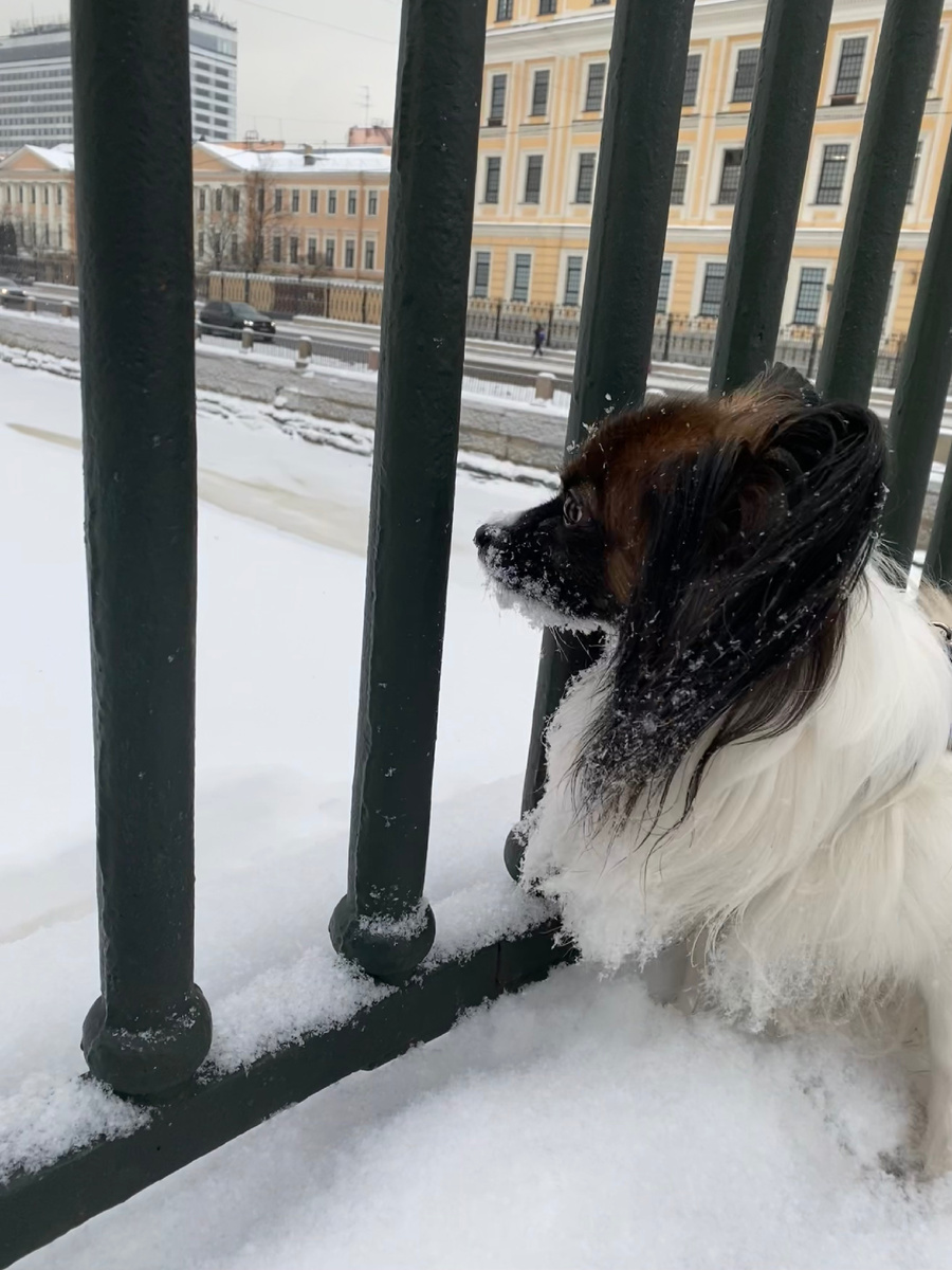 Шейх на Английском мосту