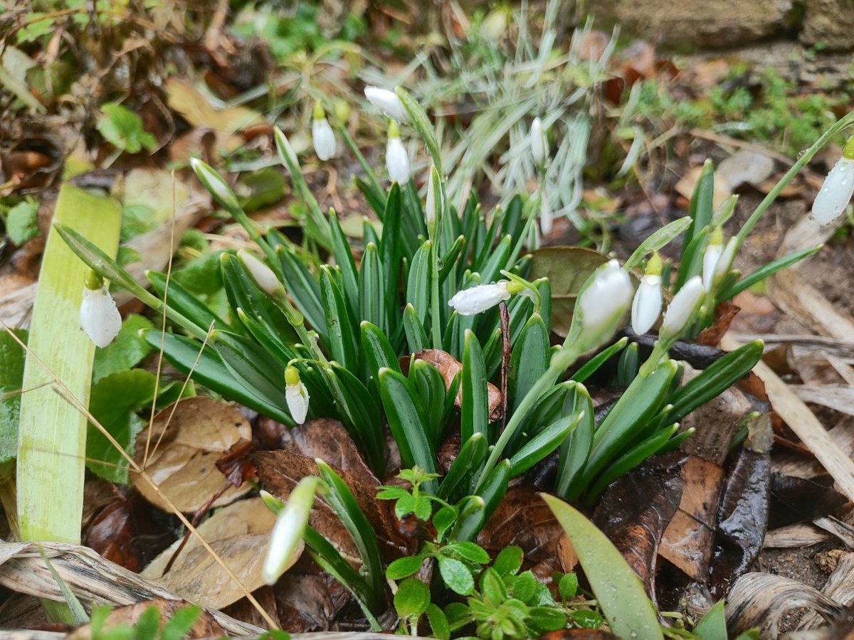 сейчас цветут подснежники