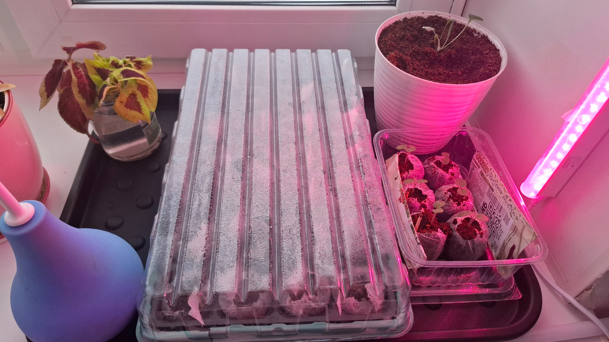 Пока так. На одном окне, но это временно, скоро появятся плошки с другими семенами. 