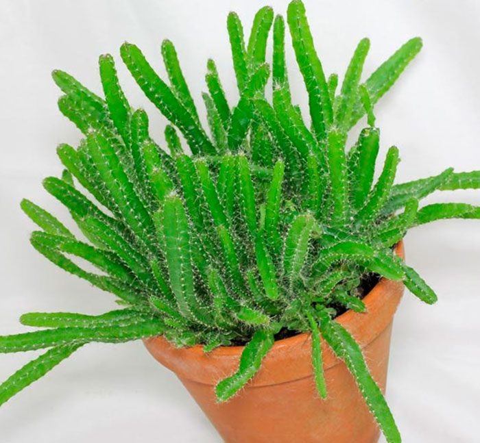 Примерно так она выглядела в "детстве"