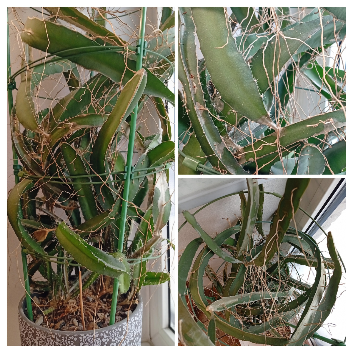 сейчас — мощный, колючий, "страшный" кактус😡