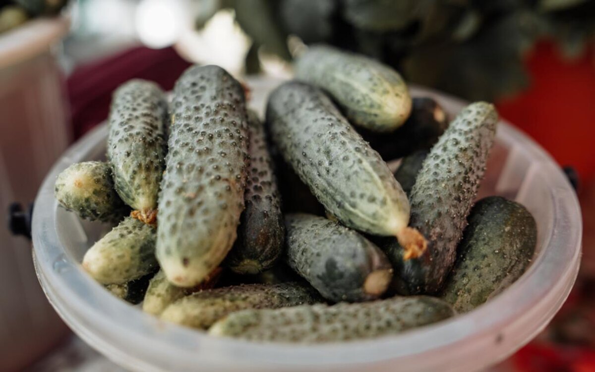    Огурцы в Удмуртии за месяц подорожали на 61%