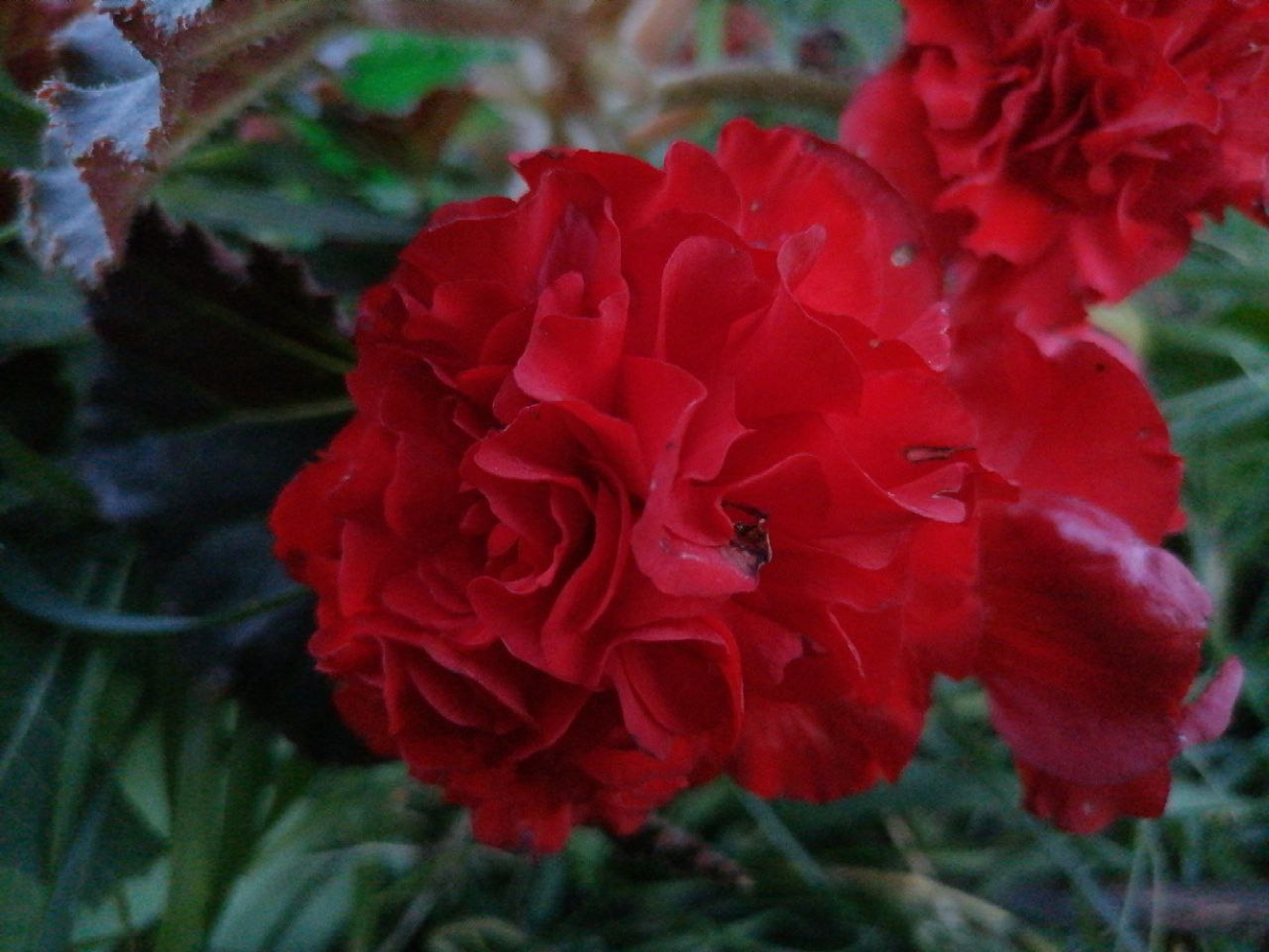 Моя бегония клубневая Скарлет