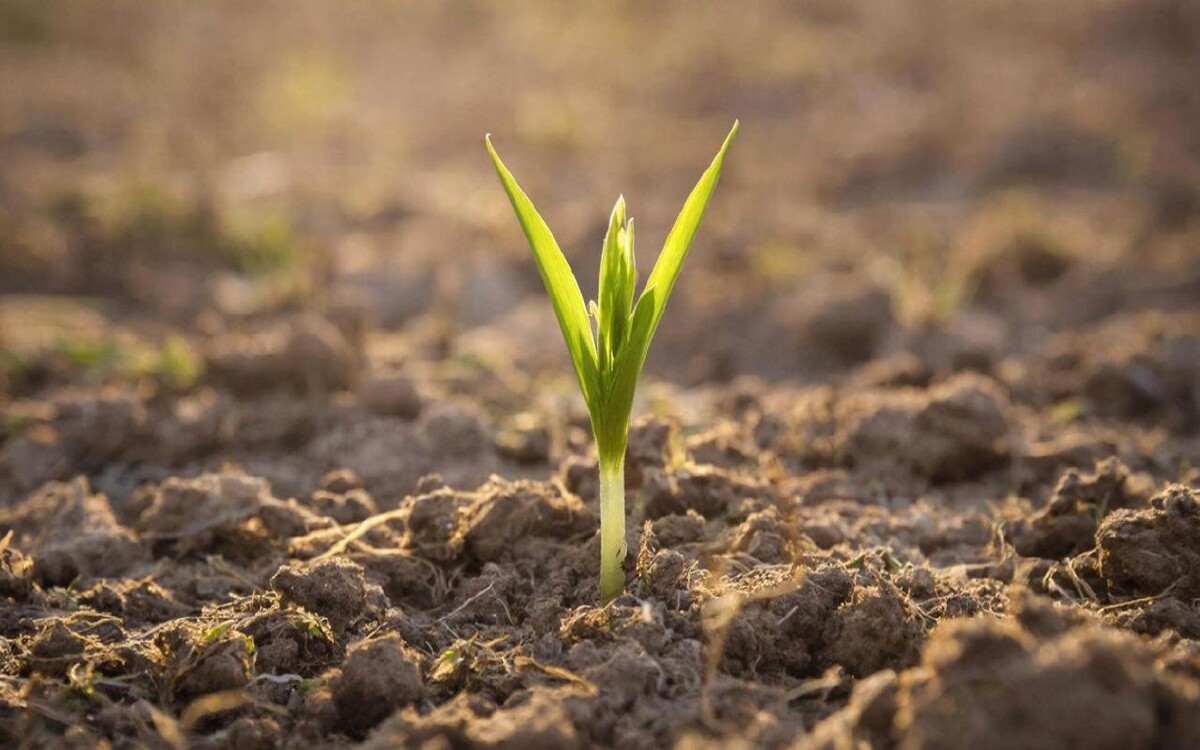    Крупный поставщик удобрений «Агронова-Липецк» сменил руководство Фото: GigaChat