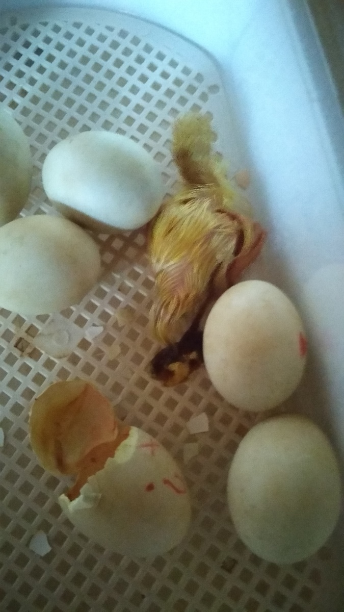 Утенок только вылупился