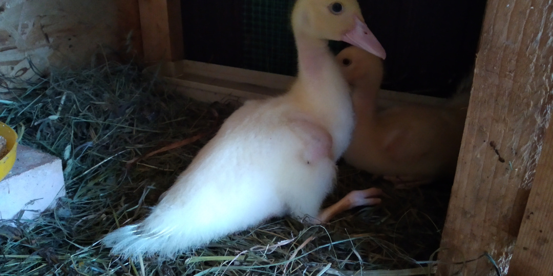 Разведение индоуток. Часть 2 - вывод в инкубаторе