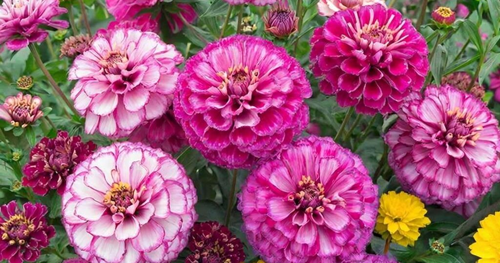 Цинии: как добиться непрерывного цветения с июня до заморозков