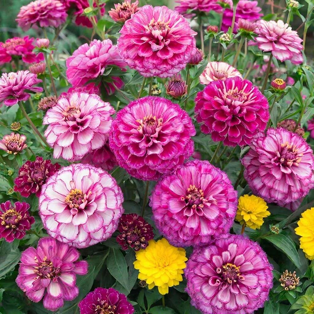 Циния — неутомимый чемпион по длительности цветения: от июня до первых заморозков!