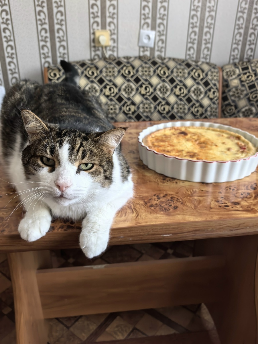 Самый грустный котик - ему помешали спать и заставили фотографироваться 