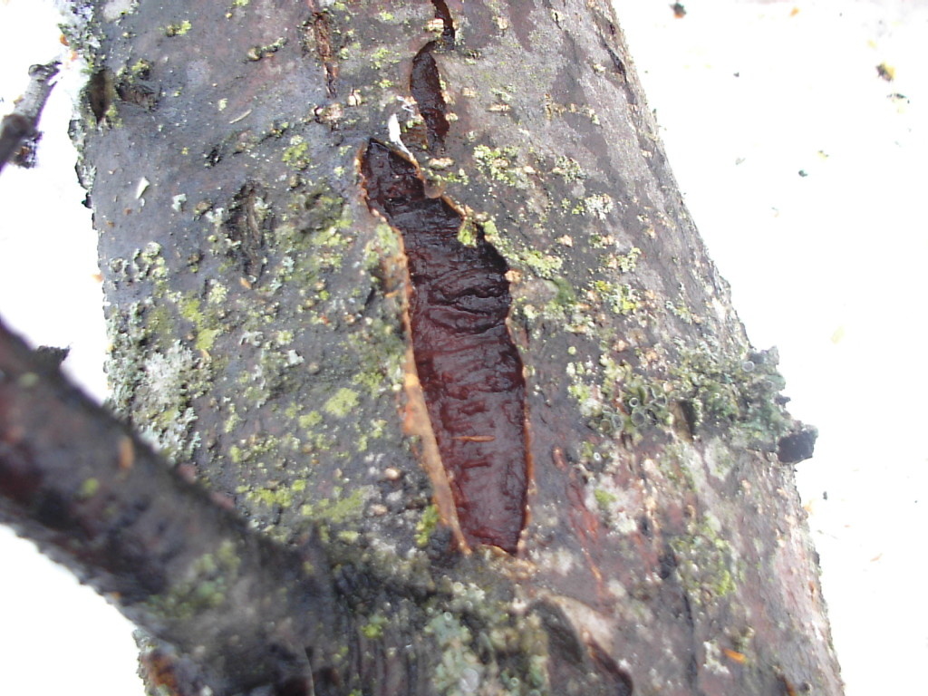 Морозобоины