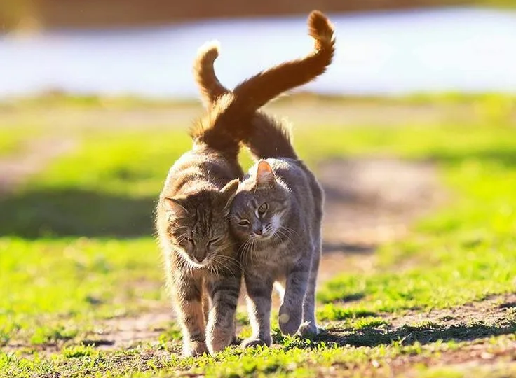 Весна пришла: как помочь кошке пережить период «мартовского настроения»