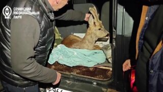    t.me/npsochi_official Юлия Виноградова