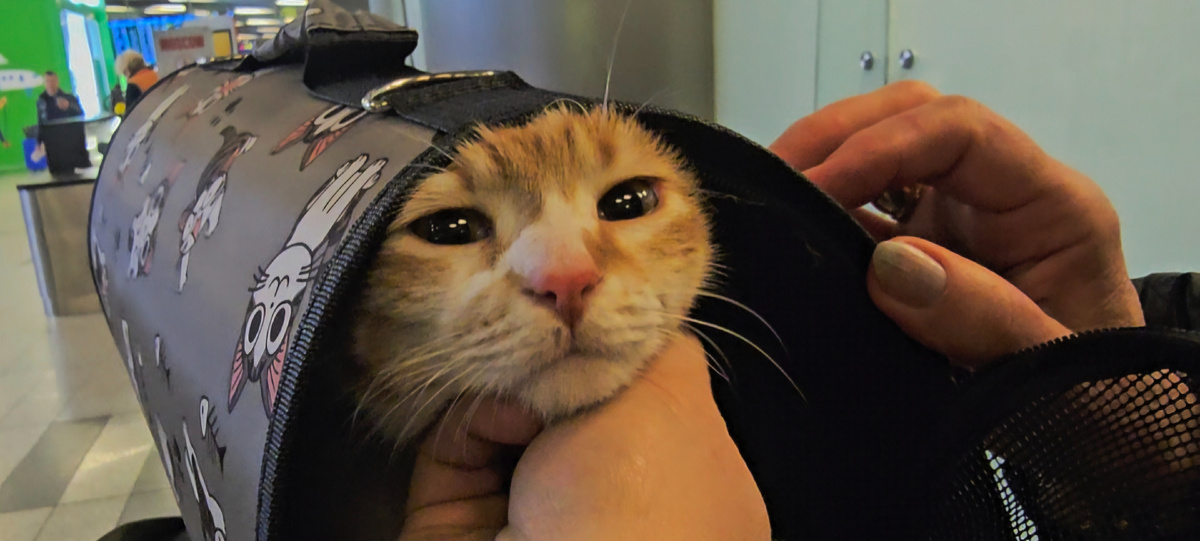 Фото автора. Прилетела