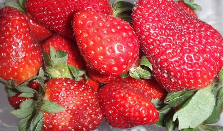    Фото: Лукьянов Дмитрий, AgroXXI.ru