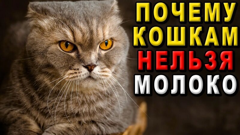 Фотография из интернета