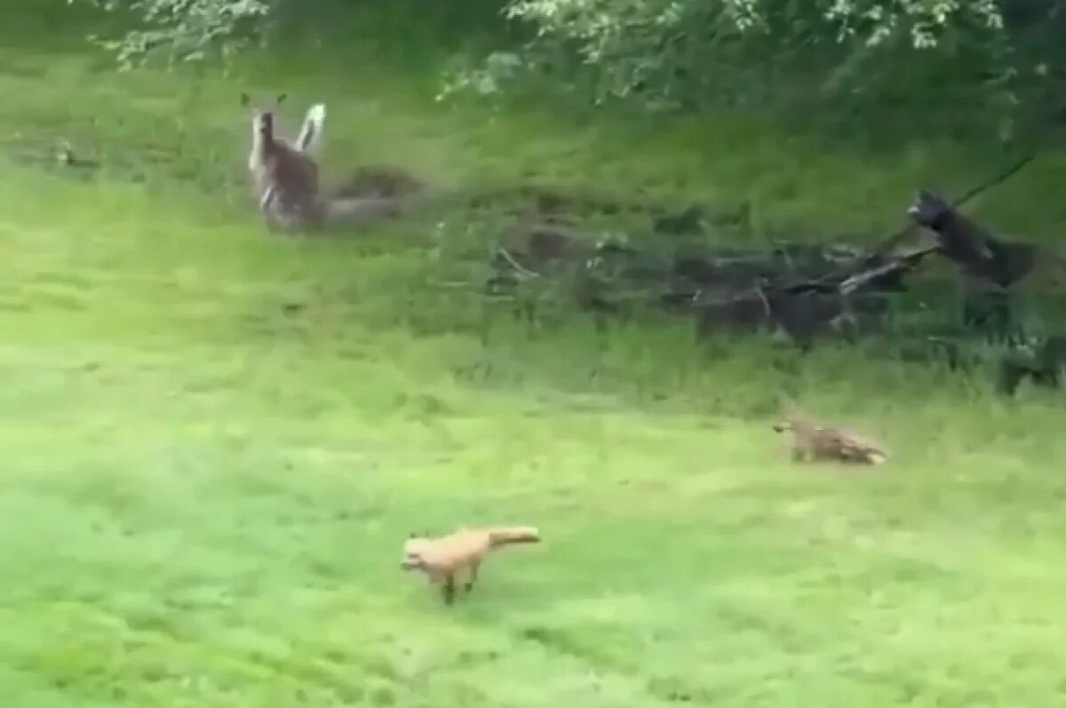    В Сети расходится видео, как отважная лань спасла своего малыша от лисы