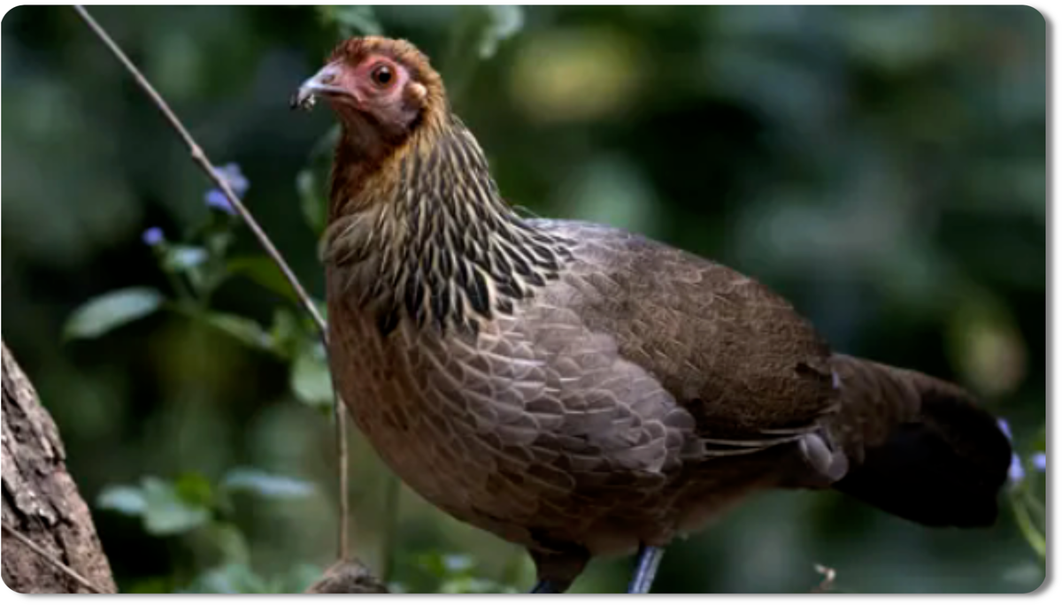 одомашненная банкивская джунглевая курица