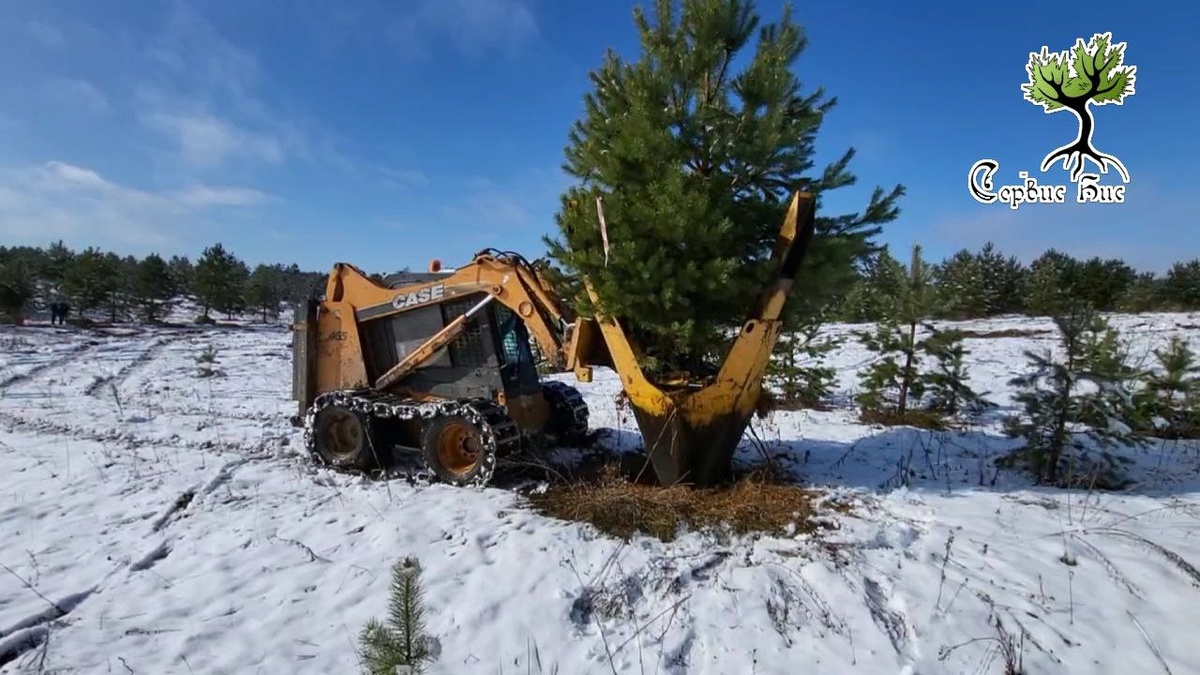 Пересадка крупномеров зимой техникой