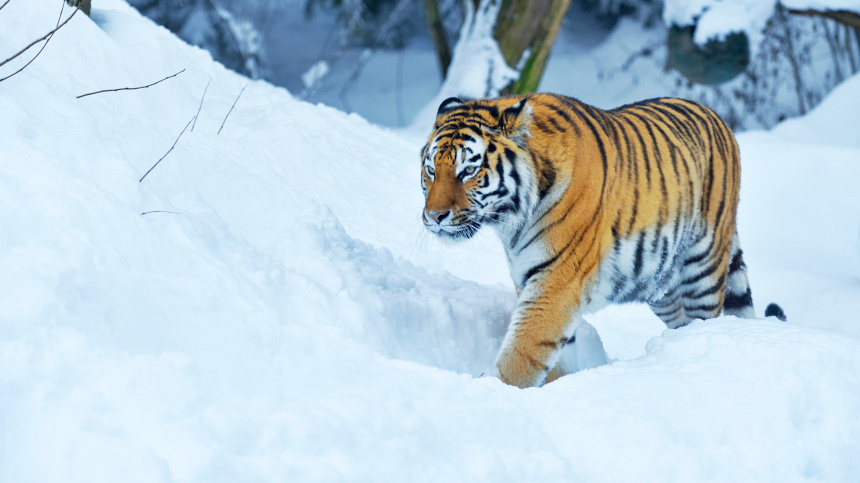    Фото: www.globallookpress.com/Stefan Huwiler; 5-tv.ru