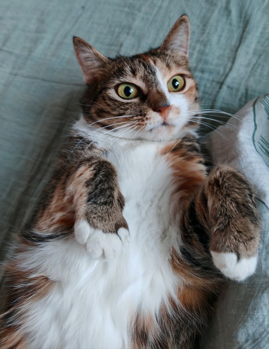 #Астропрогноз на 16-22 февраля 2026. Ключевые аспекты дня