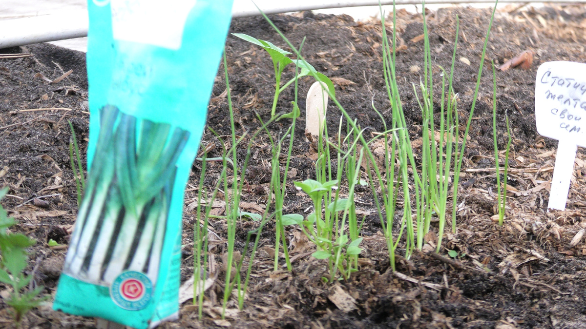 Рассада порея в теплице