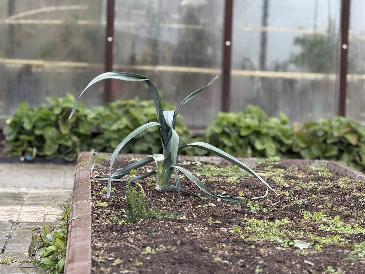 Лук порей на грядке