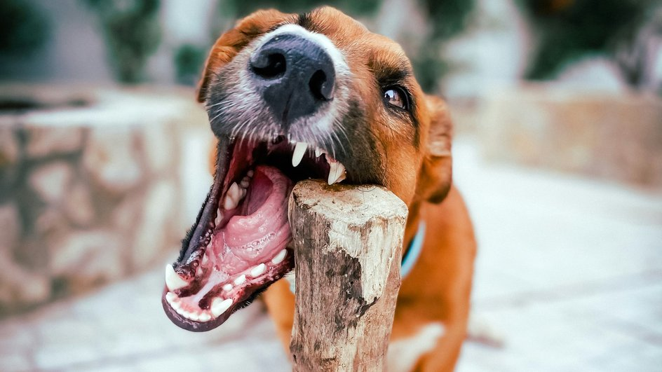 5 опасных сигналов, что собаке не хватает витаминов после зимы