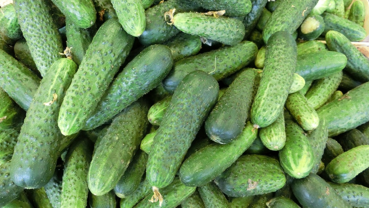 Фото: pxhere.com