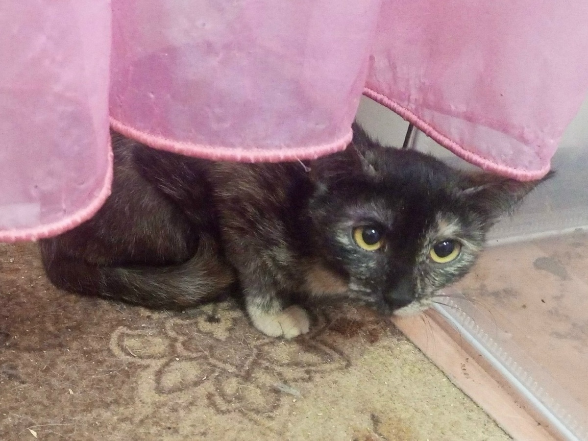 Мия была похожа на запуганного зверька. Мы переживали: "Кто такую возьмёт?"