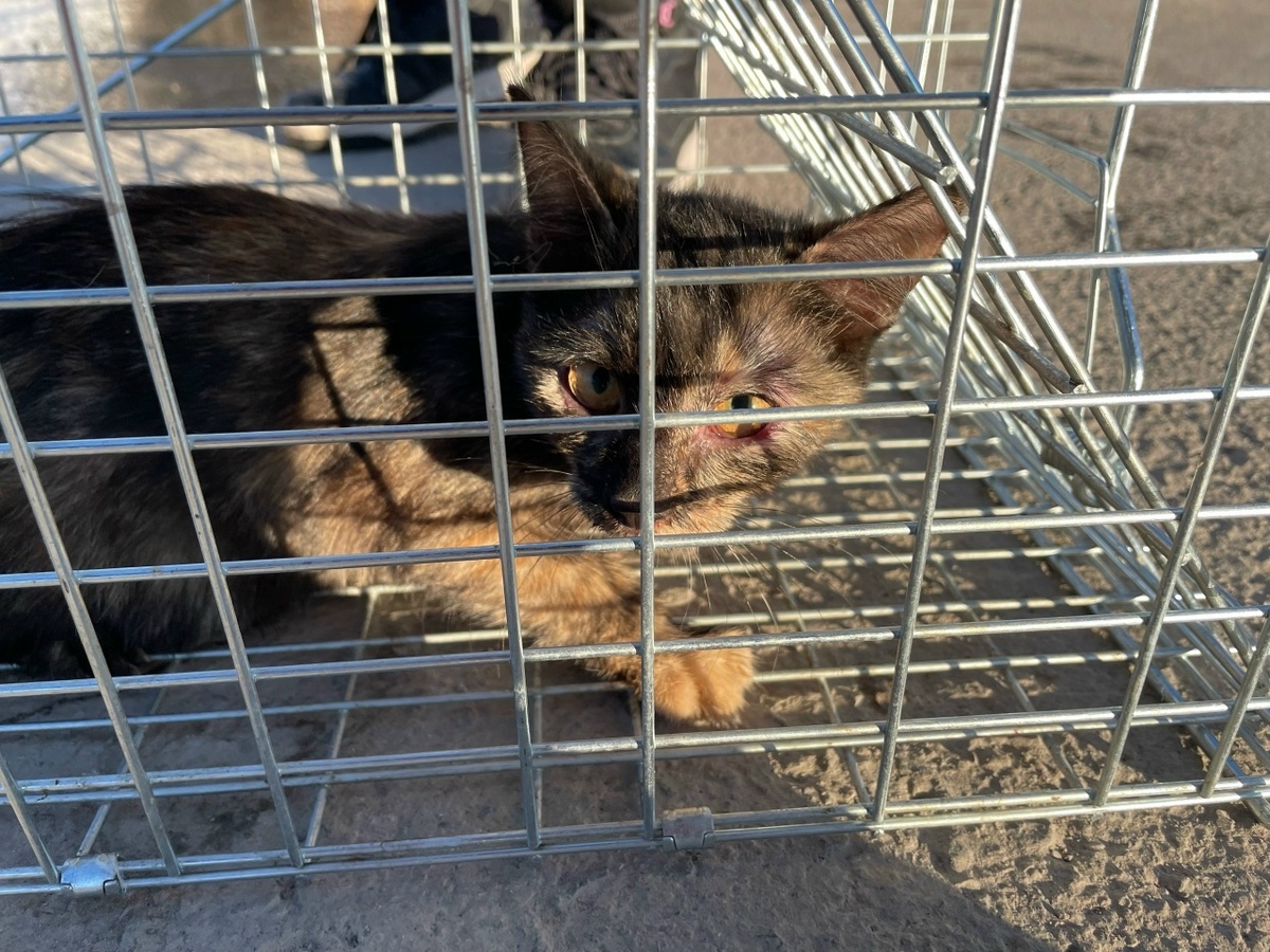 Поймать Мию удалось не сразу. Котята Пеструшки всегда слишком пугливы и осторожны