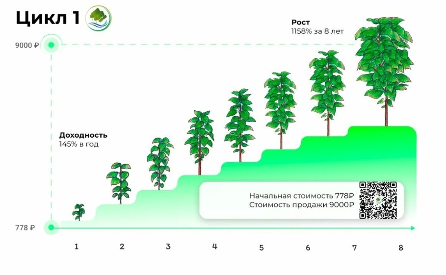 Самое быстрорастущее дерево в мире - Павловния - вырастает до промышленных масштабов всего за 8 лет! 