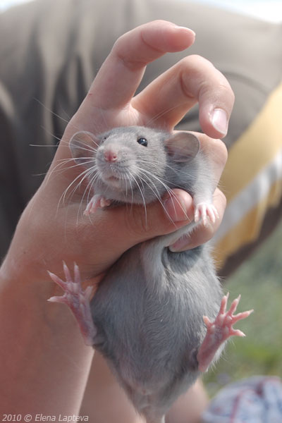 Королева Блюза. Фото Е. Лаптевой. Листаем галерею