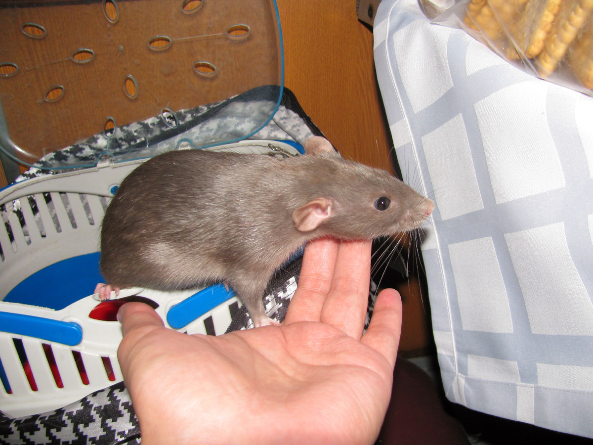 Блюша изучает обстановку и надеется разыскать вкусняшки. Фото Ю. Воронцовой