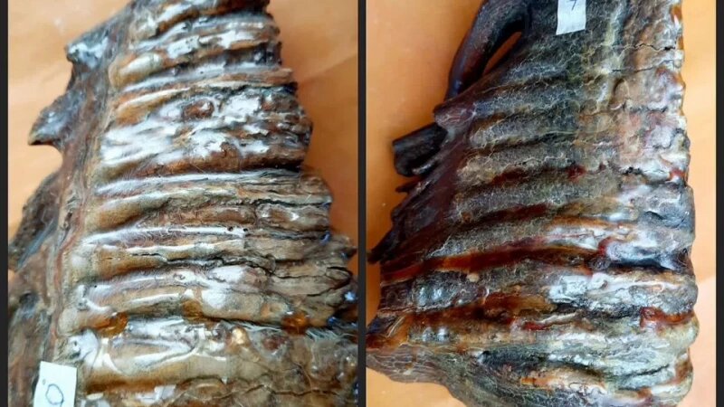     Зубы мамонта Авито