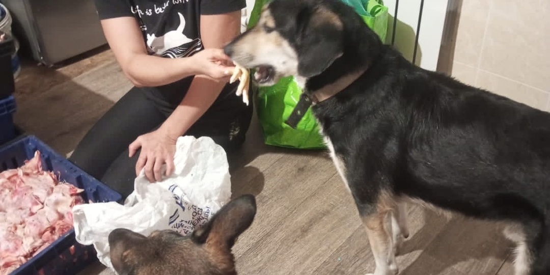 Пожалуйста, помогите наполнить миски! 🍖🥣