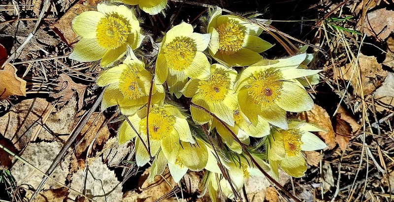 Весна 2026 на Урале: какую погоду ждать в марте? Прогноз метеорологов