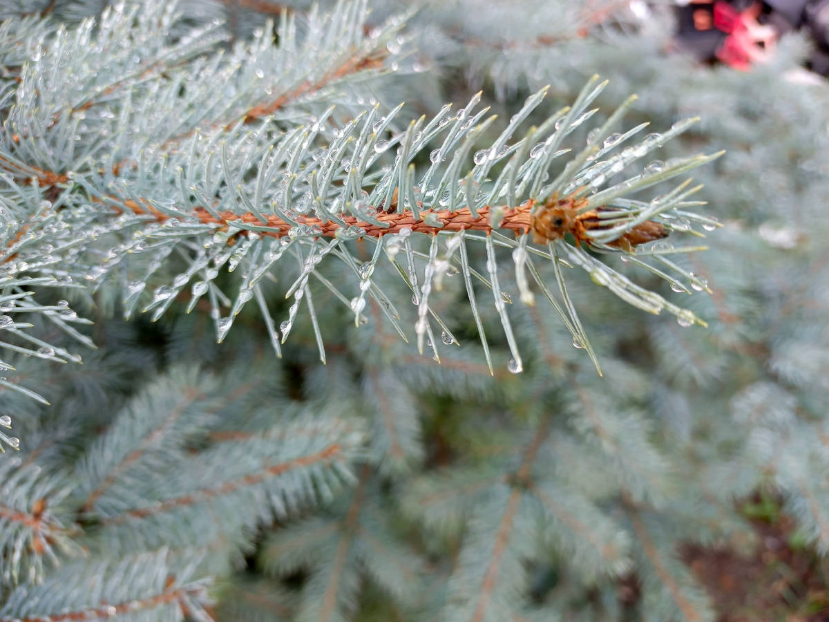 Адлер, ЖК Летняя резиденция, голубая ель после дождя, февраль 2026 года