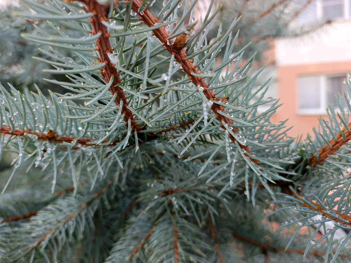 Адлер, ЖК Летняя резиденция, голубая ель после дождя, февраль 2026 года