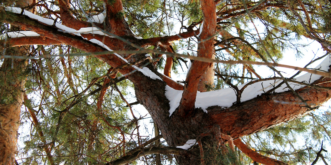 Лес и снег