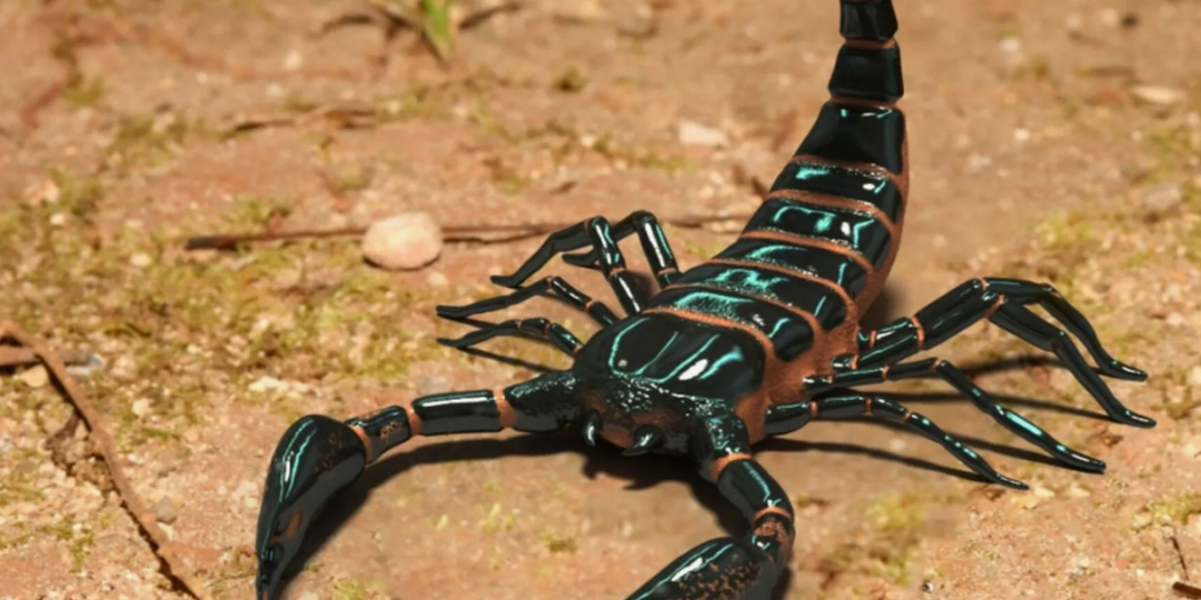 Секрет выживания смертоносных скорпионов - почва решает всё