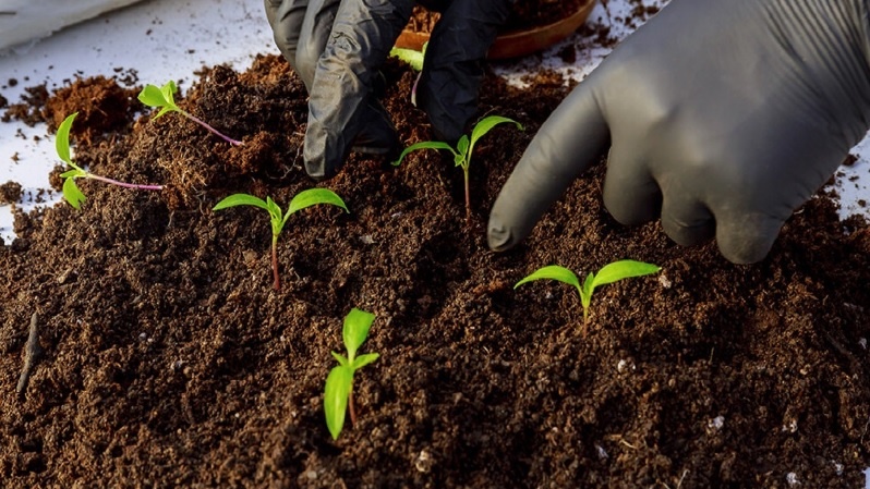 Быстрые всходы перца: 5–7 дней до первых ростков: правила быстрых всходов перца