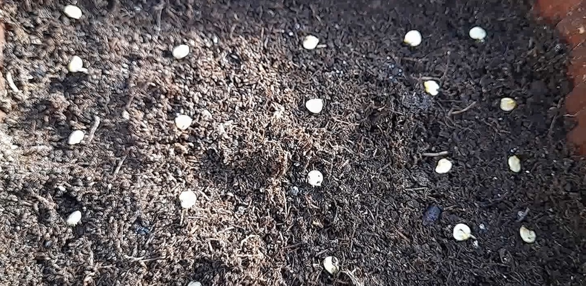 Быстрые всходы семян перца: 5–7 дней до первых ростков: правила быстрых всходов перца