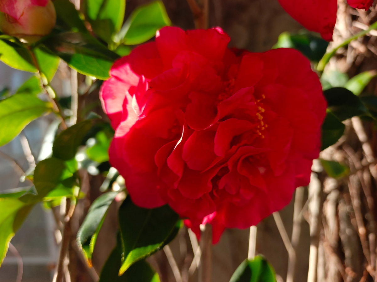 Адлер, Камелия, февраль 2026 года