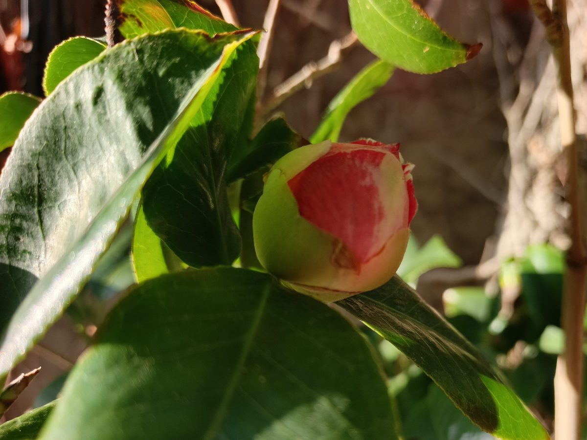 Адлер, Камелия, февраль 2026 года