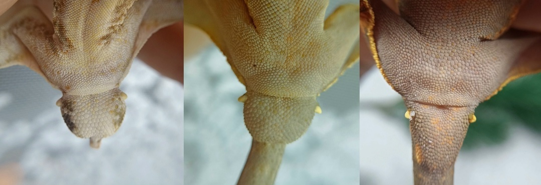 (самец без хвоста, самец, самка)