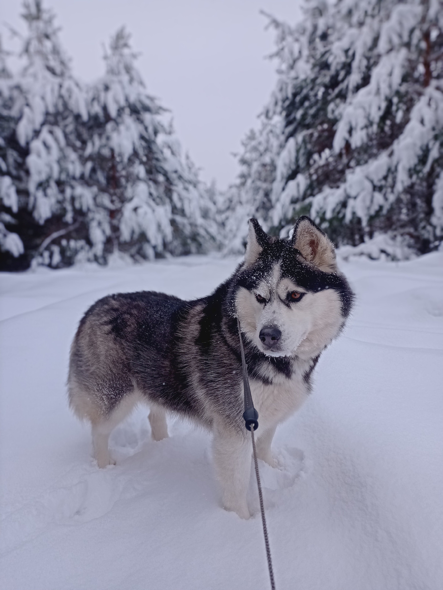 Всё время в движении. Не так легко поймать момент для фотосъемки.