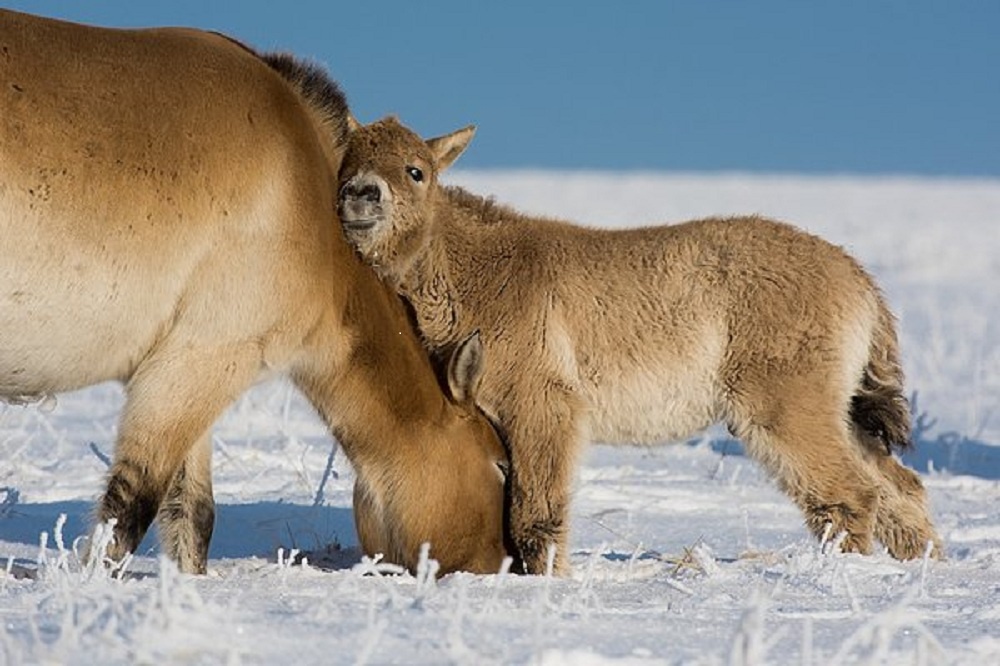 Лошади Пржевальского. Мама и дочка. Яндекс картинки