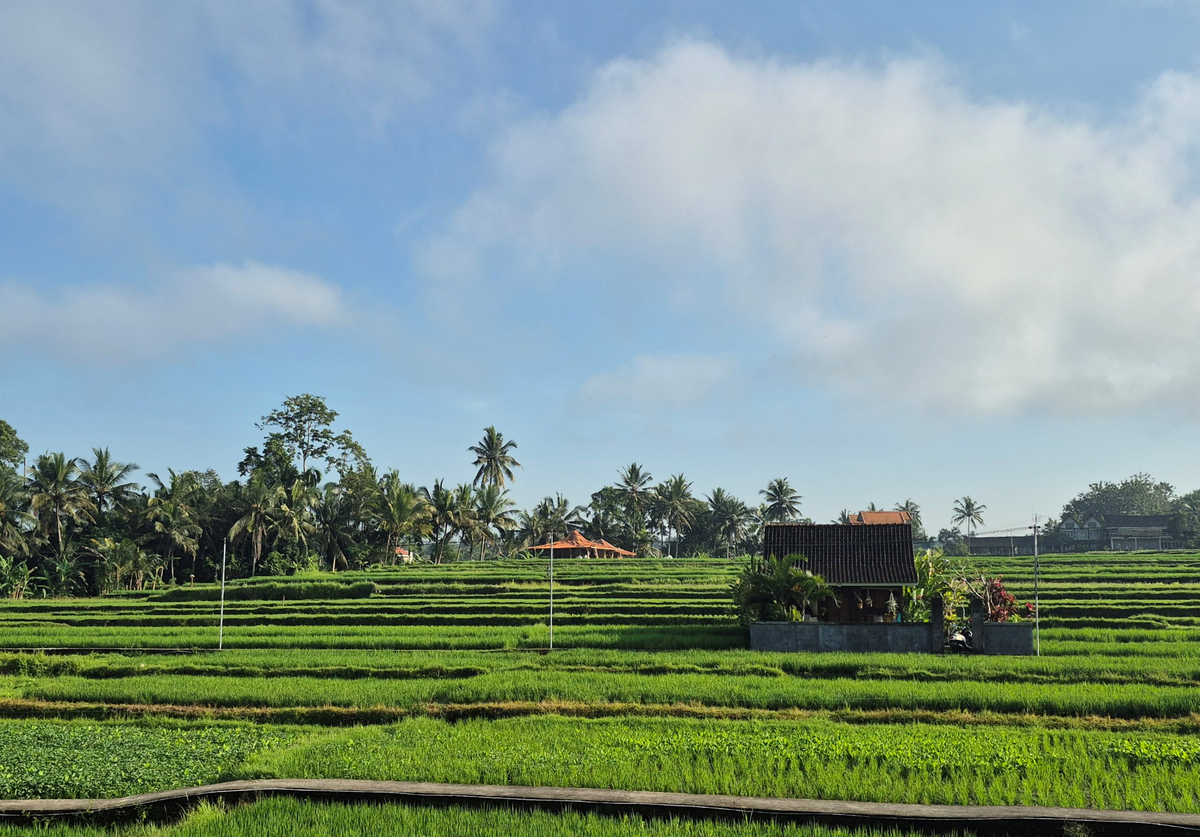 Вид на рисовые поля