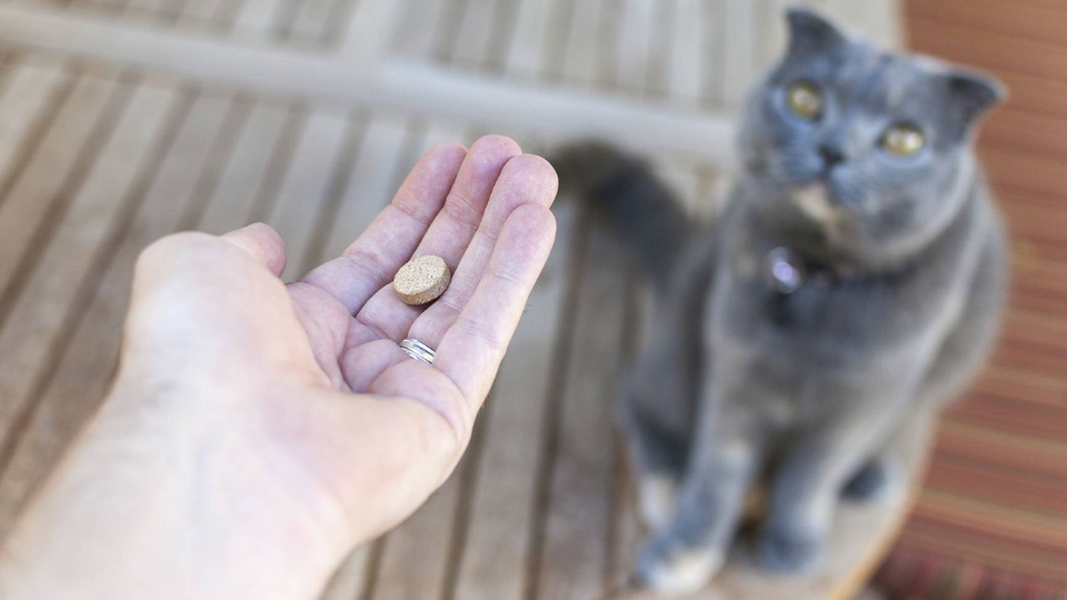 3 весенние ошибки хозяев, которые могут навредить кошке